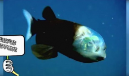 奇葩鱼动漫在线,揭秘奇葩鱼动漫的奇幻世界